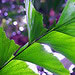 green purple leaf